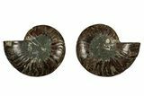 Cut & Polished, Agatized Ammonite Fossil - Madagascar #344086-1